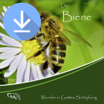 Die Biene (mp3-Download)