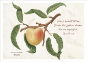 Postkarte Baum des Lebens - Pfirsich