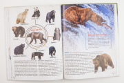 Wie viele Tiere waren in der Arche?